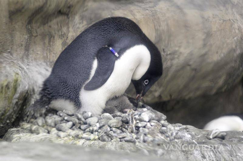 $!Zoológico de Guadalajara celebra la llegada de tres crías de pingüino Adelie