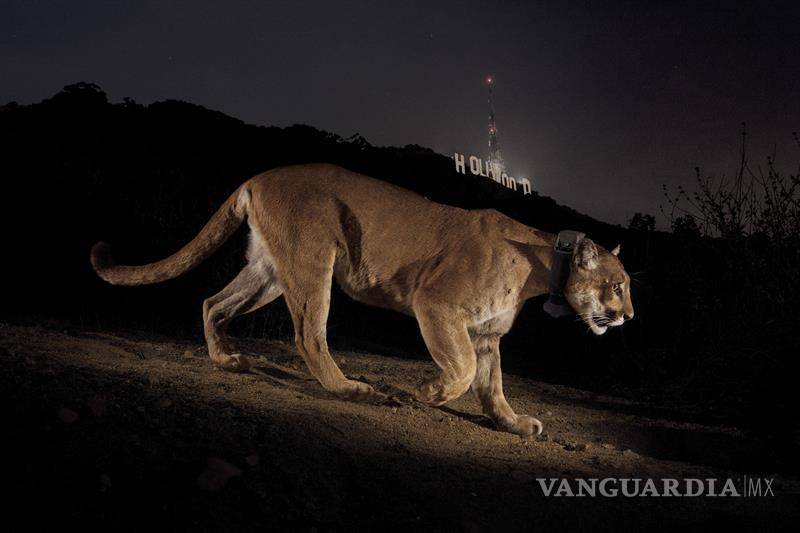 $!&quot;National Geographic&quot; expone sus imágenes más emblemáticas en París