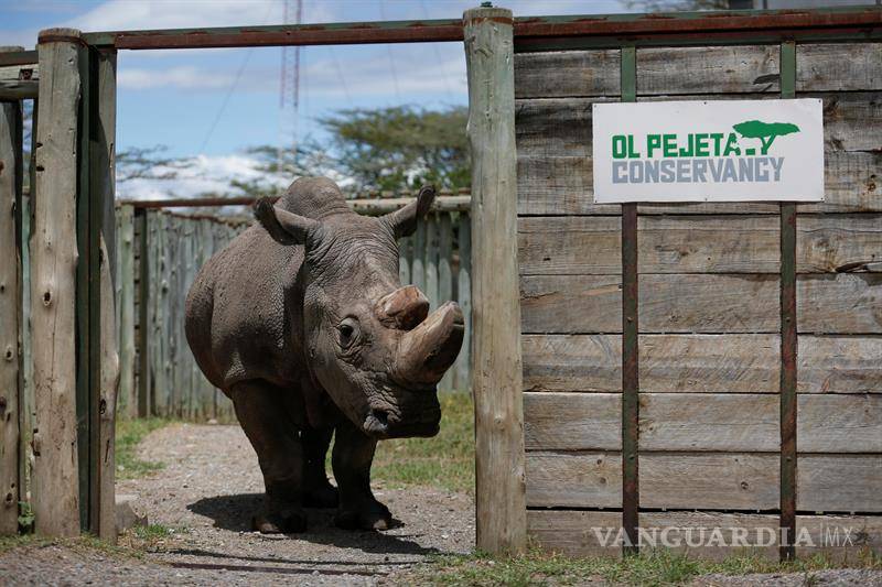 $!Para salvar la especie, último rinoceronte blanco recurre a Tinder