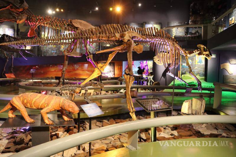 $!Las seis especies de dinosaurios endémicos de Coahuila no son de aspecto temible como el Tiranosaurio Rex o los Velociraptors.