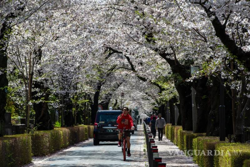 $!Rápida floración de los cerezos bate récords en Japón, creen que es por el cambio climático