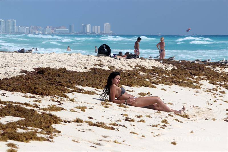 $!La plaga del sargazo marca un repunte en las playas del Caribe mexicano
