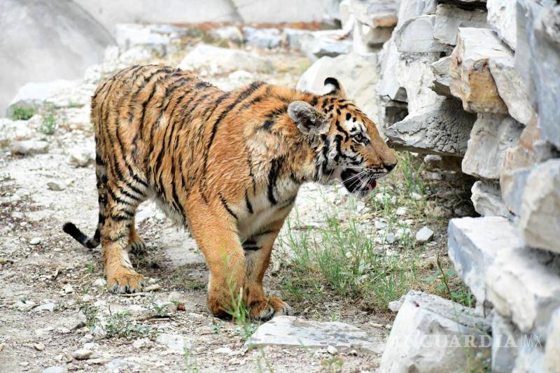 $!Este permiso es necesario para garantizar que la transferencia del tigre se realice de manera legal y bajo los estándares adecuados de bienestar animal.