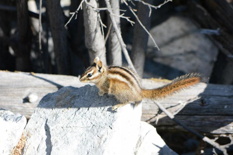 $!La sierra de Arteaga es uno de los pocos lugares donde aún se puede encontrar al Chichimoco en peligro de extinción.