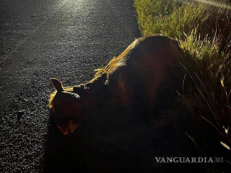 $!Un accidente causado por la irrupción de tres caballos en la vía, dejó como saldo un equino muerto y severos daños a un vehículo compacto.