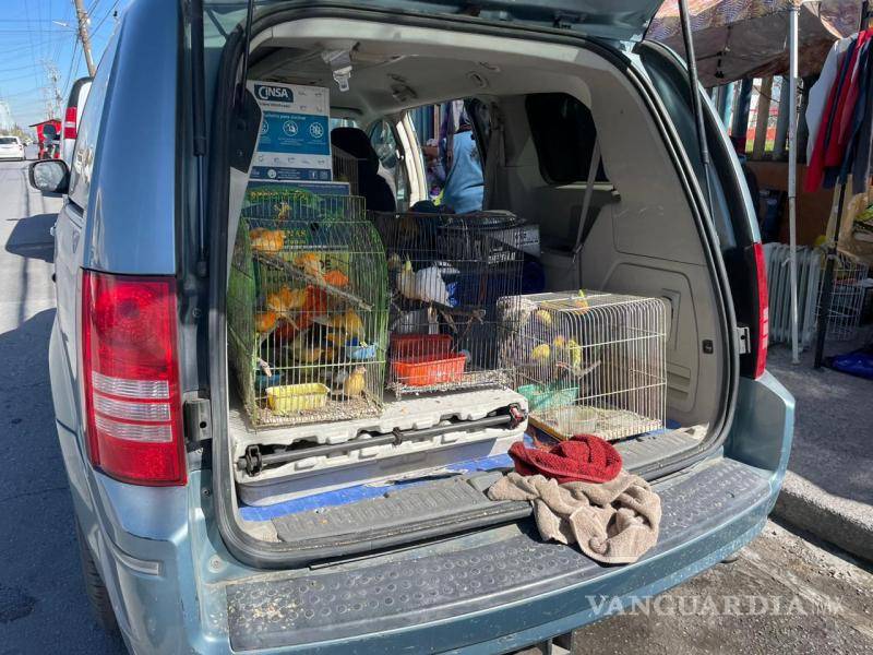 $!Un recorrido por el mercado de la colonia Bellavista documentó la venta de aves silvestres en al menos cuatro puestos distintos.