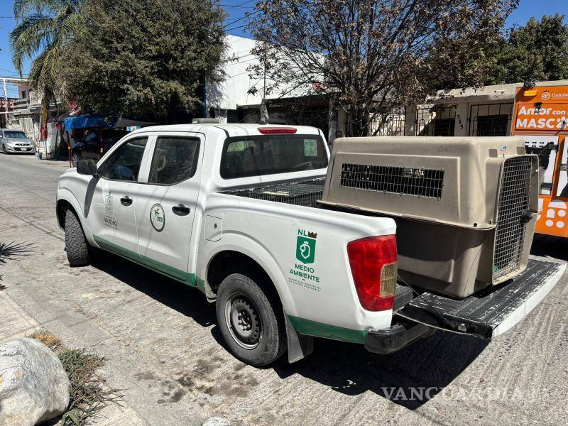 $!En tres operativos rescatan a cinco canes en condición de maltrato, en NL