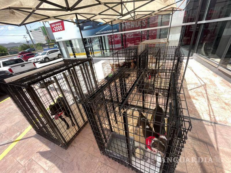 $!Dignidad Animal y Misión Miau promovieron la adopción responsable de mascotas rehabilitadas y vacunadas.