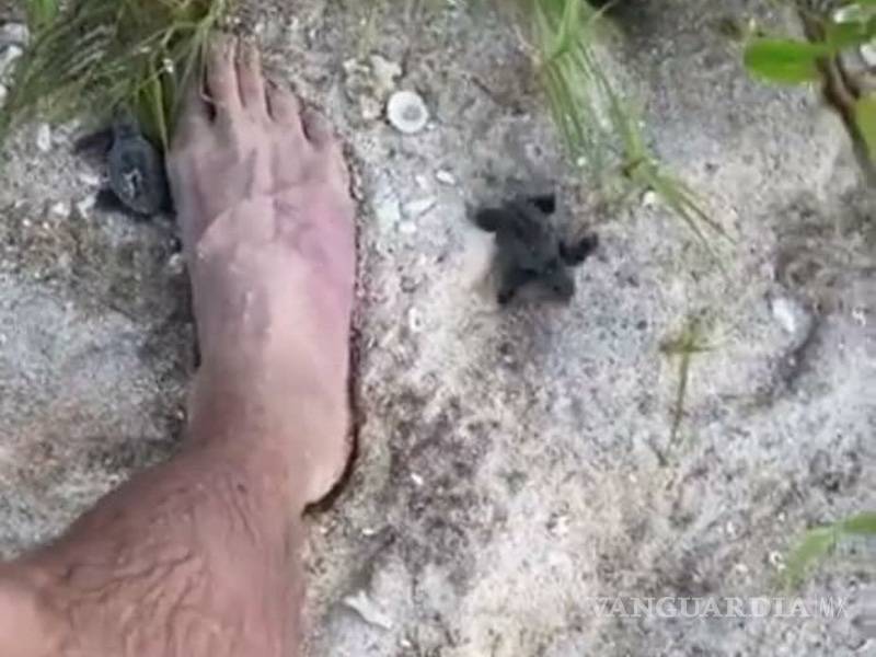 $!'Arman' fiesta en área protegida, pisan nidos y juegan con crías de tortuga