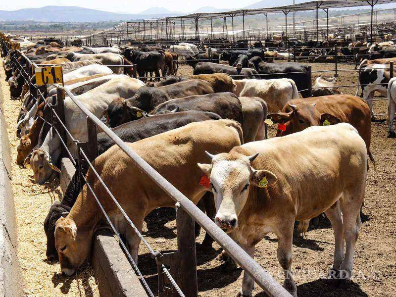 $!La meta para el 2023 es aplicar 143 mil pruebas contra tuberculosis bovina.