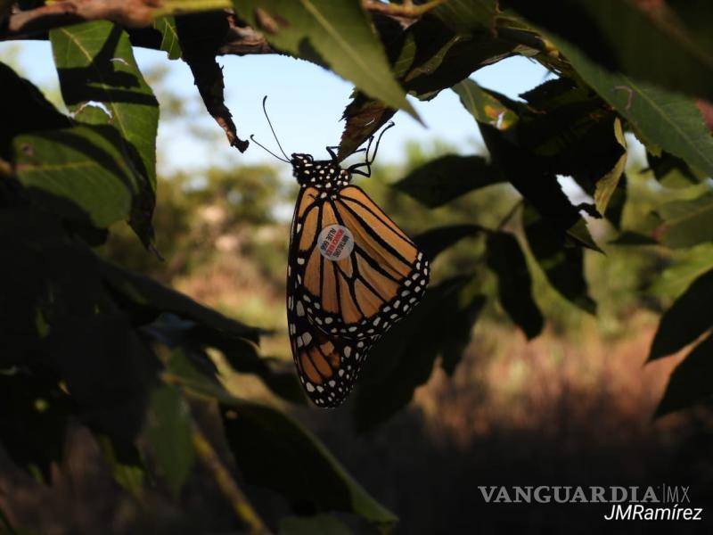 $!Durante su recorrido, las monarcas pueden agruparse en árboles para descansar antes de continuar su desplazamiento hacia el centro de México.