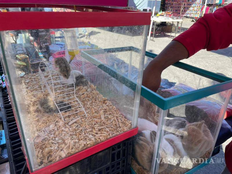$!Además de cotorros, en los mercados se comercializan ninfas, canarios y otras especies, junto con conejos, hámsters y peces.