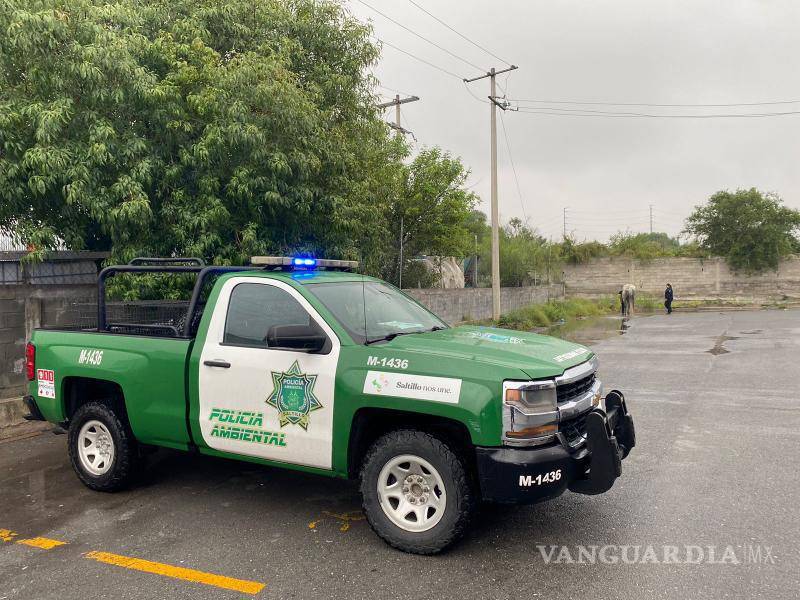 $!Caballos fugitivos desencadenan persecución policial en pleno LEA de Saltillo