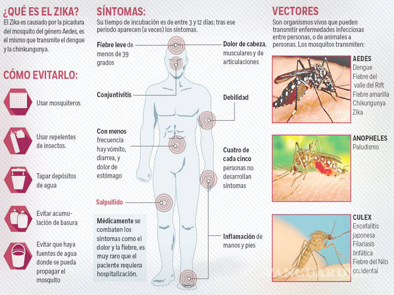 $!Virus del zika: Cómo se contagia, se manifiesta y se evita