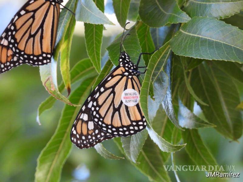 $!Las condiciones meteorológicas y la altura de vuelo pueden influir en la cantidad de mariposas Monarca que se observan durante su paso por Coahuila.