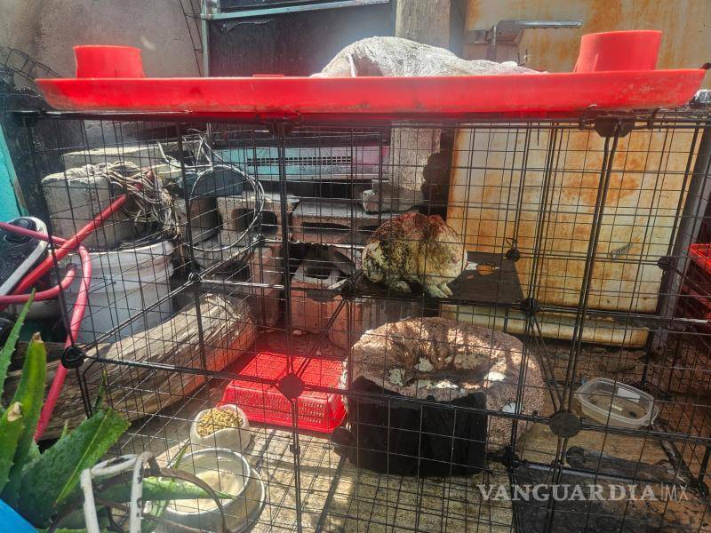 $!En el interior del inmueble se encontraba una jaula con dos conejos, los cuales resultaron con quemaduras debido a la intensidad del fuego.