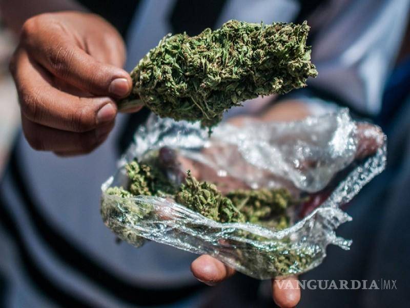 $!El mercado ilegal de cannabis, según la JIFE, continúa en niveles elevados en todos los lugares en los que se ha legalizado