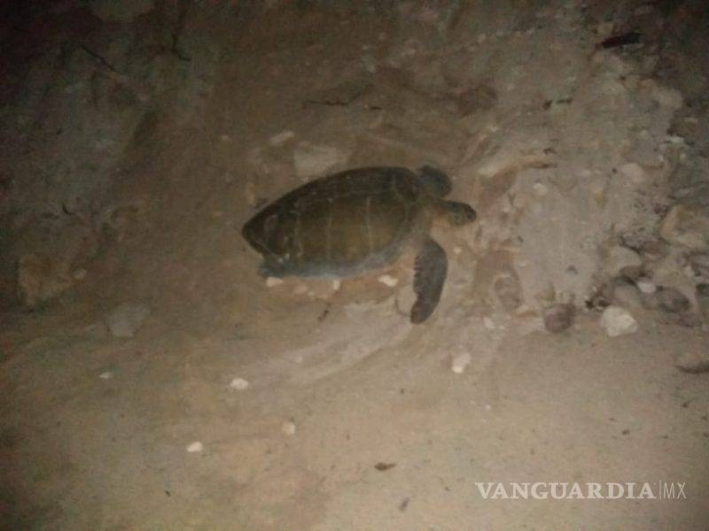 $!Semarnat aprueba proyecto hotelero que pone en riesgo a tortugas en Tulum