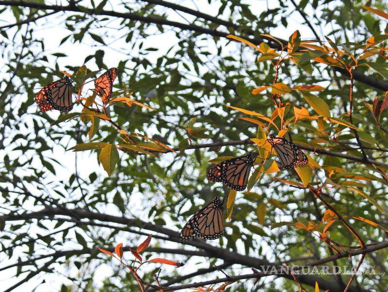 $!Rocío Treviño Ulloa, coordinadora del programa Correo Real, comparte su emoción tras avistar las primeras mariposas monarca en su jardín.