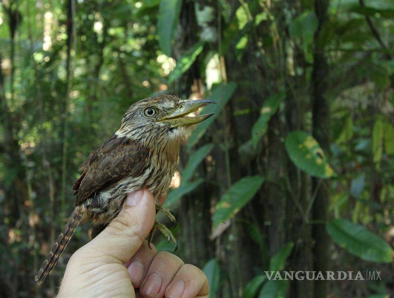 $!WWF descubre 381 nuevas especies en Amazonía de Brasil en dos años