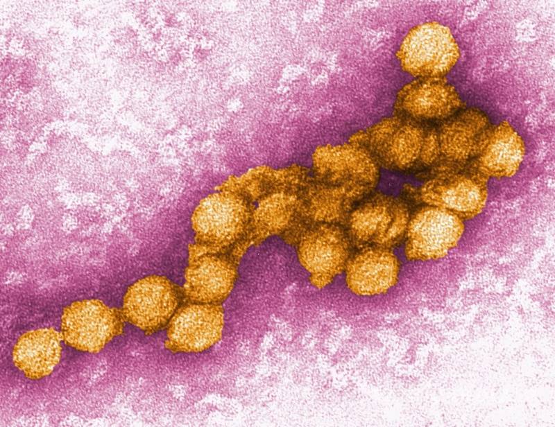 $!Flavivirus, virus causante del dengue y el zika, golpean más fuerte la segunda vez