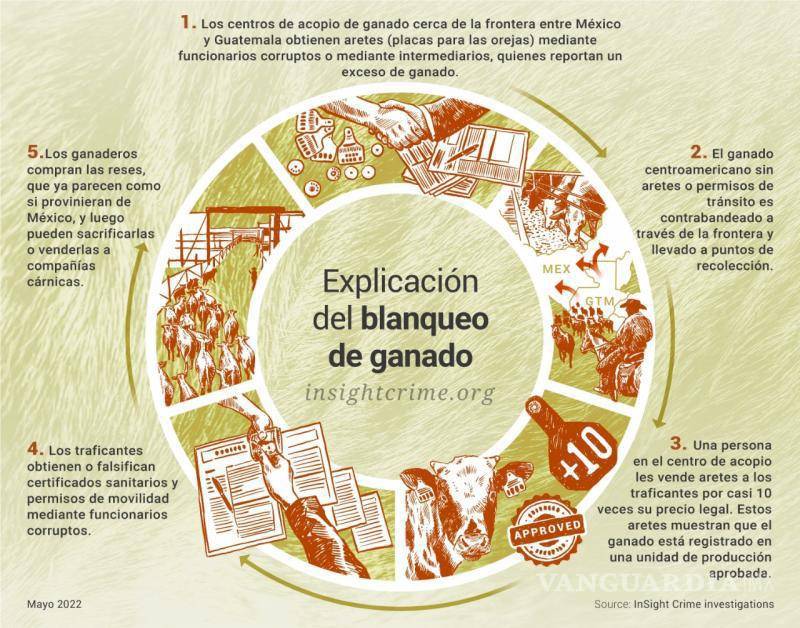 $!El “blanqueo” de ganado permite que animales de contrabando ingresen a la cadena legal mediante etiquetas falsas, facilitando operaciones del crimen organizado.