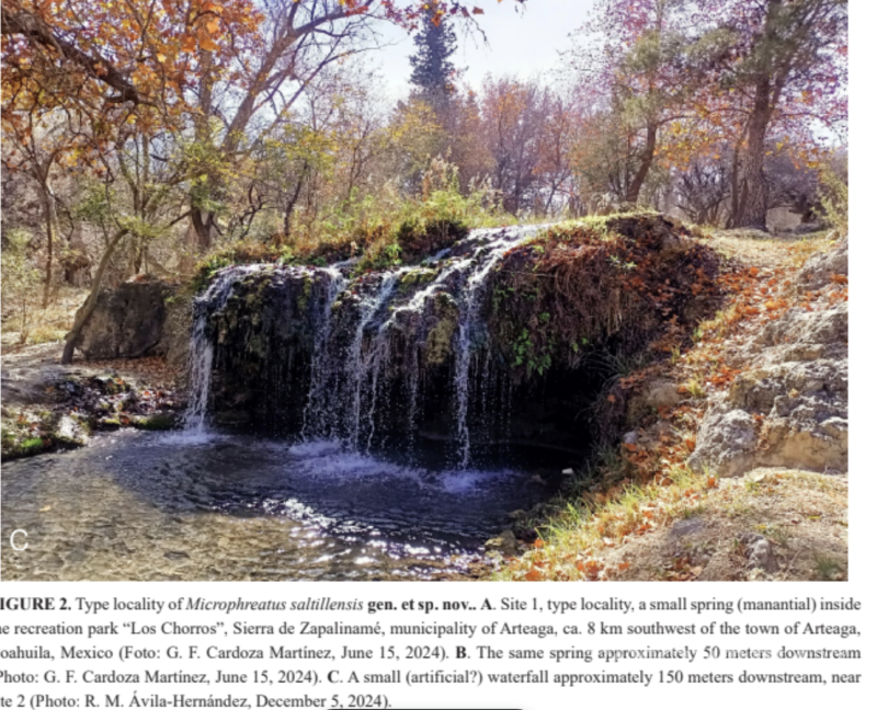 $!La revista Zootaxa revela que el hallazgo en el Arroyo Los Chorros enfrenta riesgos por el turismo y la contaminación