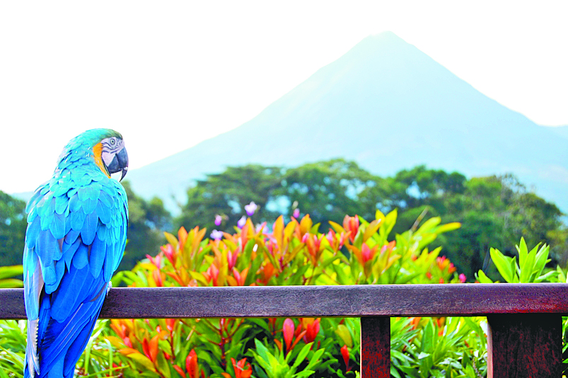 $!‘Aviturismo’; la apuesta de Costa Rica