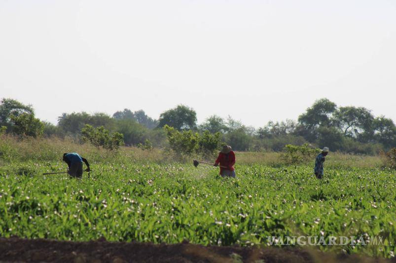 $!La vulnerabilidad ante las grandes empresas margina a campesinos.