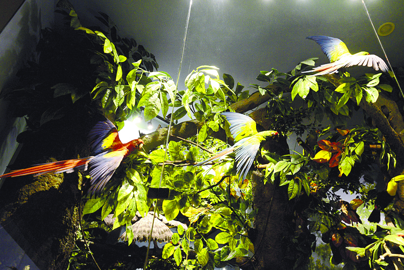 $!El Musave reemprende el vuelo