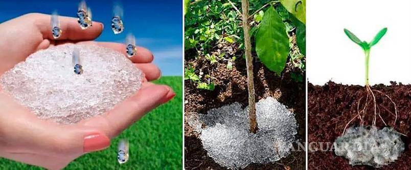 $!Expertos de Colombia y México participan en el proyecto de hidrogeles biodegradables para cultivos del semidesierto.