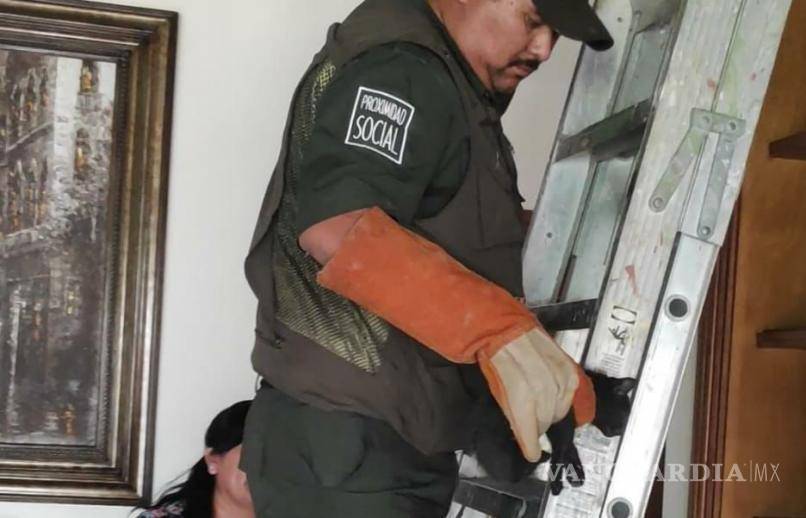 $!Con mucho cuidado fue tomado el minino.