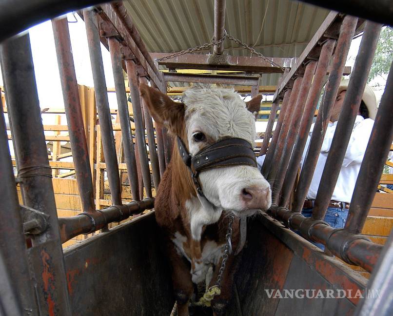 Exporta Coahuila 35 mil cabezas de ganado