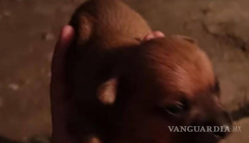 $!La investigación incluye el presunto maltrato y muerte de una perrita chihuahua, caso que derivó en la apertura de una carpeta por crueldad animal.