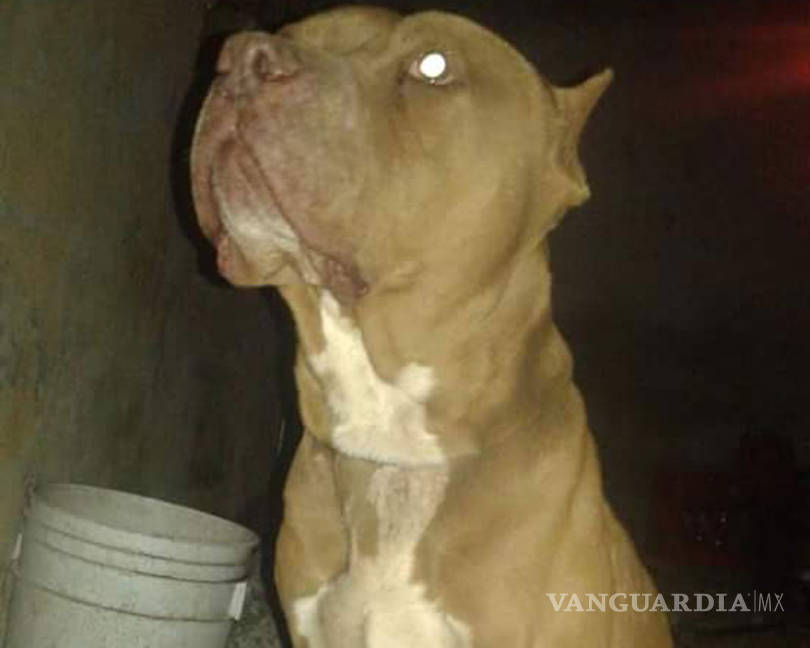 $!Prohíben en Monclova reuniones de clubes de perros pitbull en espacios públicos