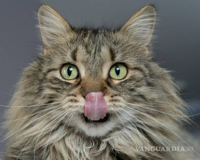 $!¿Por qué la lengua de los gatos es áspera? La ciencia detrás de las papilas cónicas