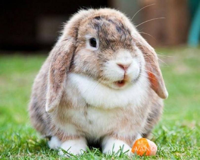 $!Aterroriza un asesino en serie de conejos a un poblado francés