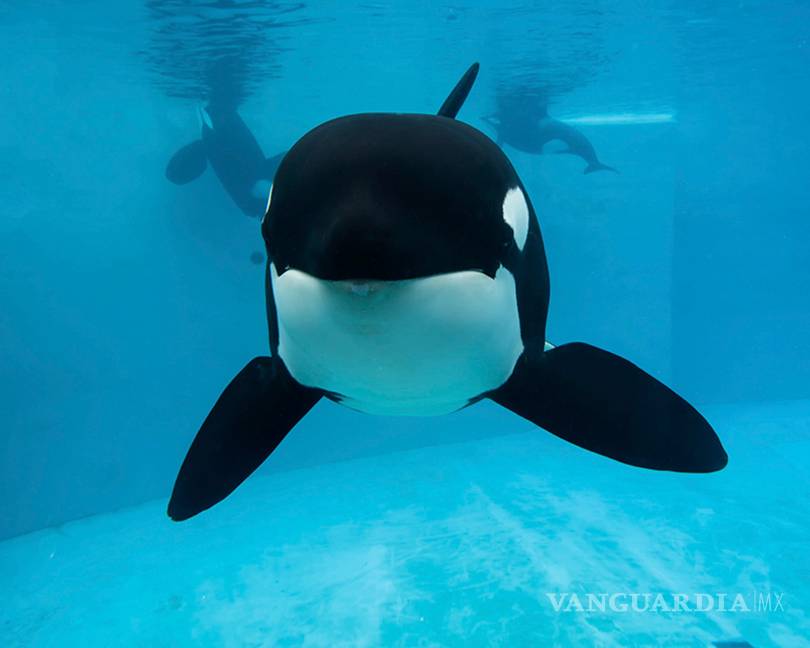Veterinarios de SeaWorld sacrifican a orca enferma