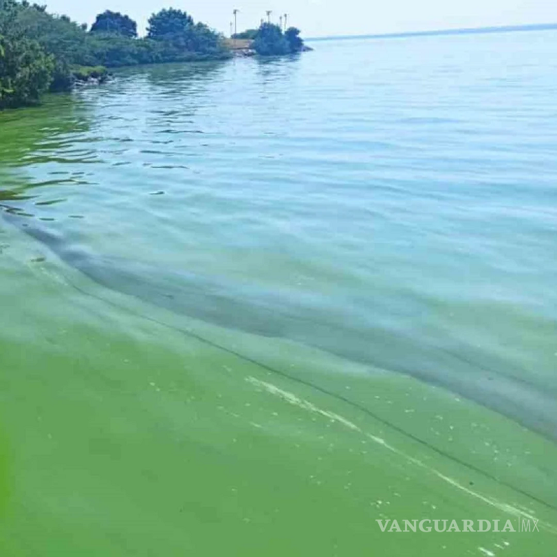 $!Los efectos del cambio climático se están sintiendo en los ecosistemas microbianos marinos superficiales, lo que está trasformando el color del agua