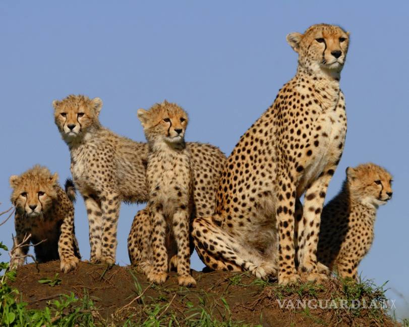 $!El guepardo, en peligro de extinción con sólo 7 mil ejemplares en el mundo