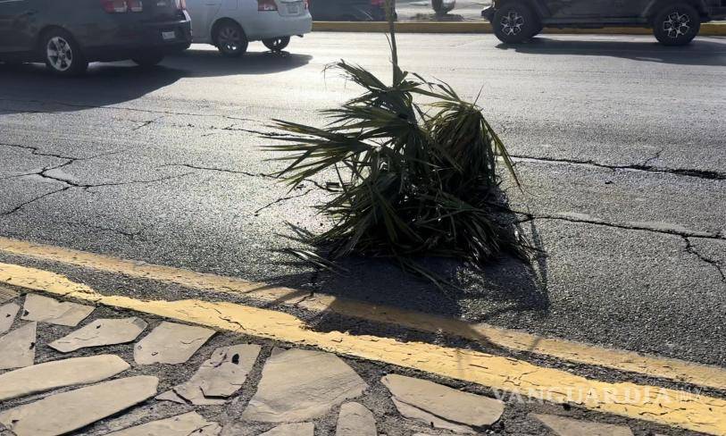 $!El árbol cayó hacia los carriles contrarios, donde un automovilista que circulaba en un Peugeot chocó contra él.