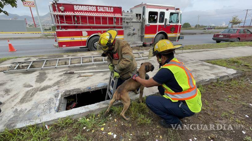 $!El animal fue reportado por empleados de una gasera, que se habían percatado de su presencia.