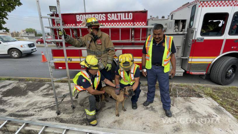 $!Los rescatistas tranquilizaron al animal después de sacarlo.