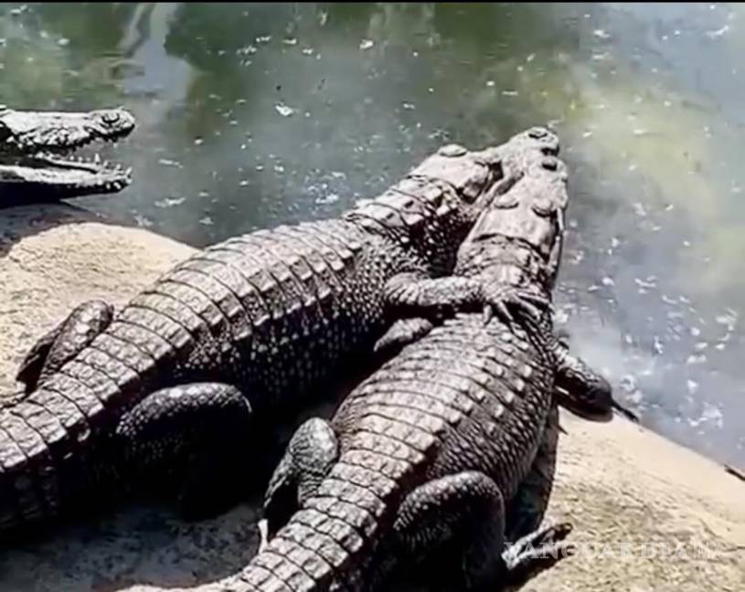 $!Una pareja de cocodrilos.