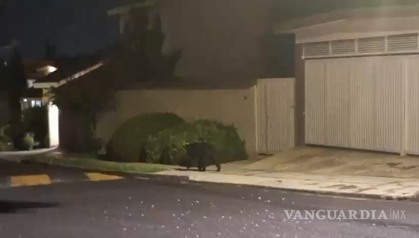 $!Cuatro osos en sector habitacional movilizan a elementos de Protección Civil de Nuevo León