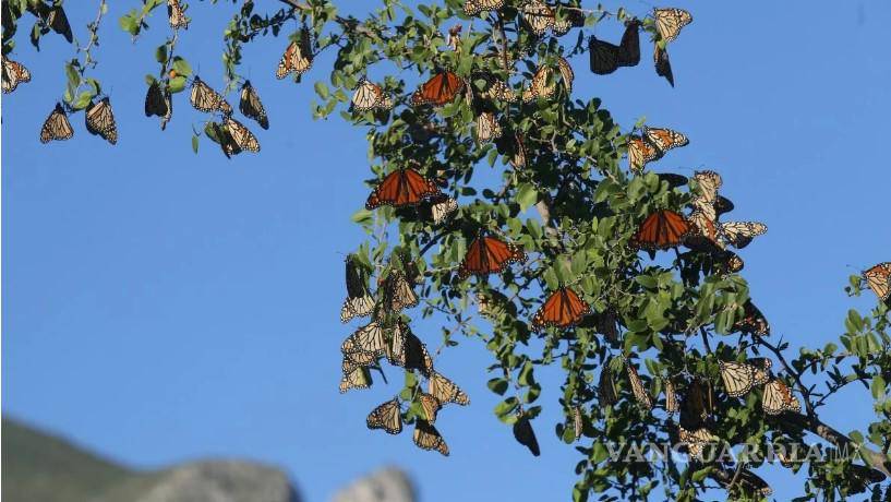 Saltillo busca convertirse en ciudad amiga de la Mariposa Monarca; un compromiso con la naturaleza