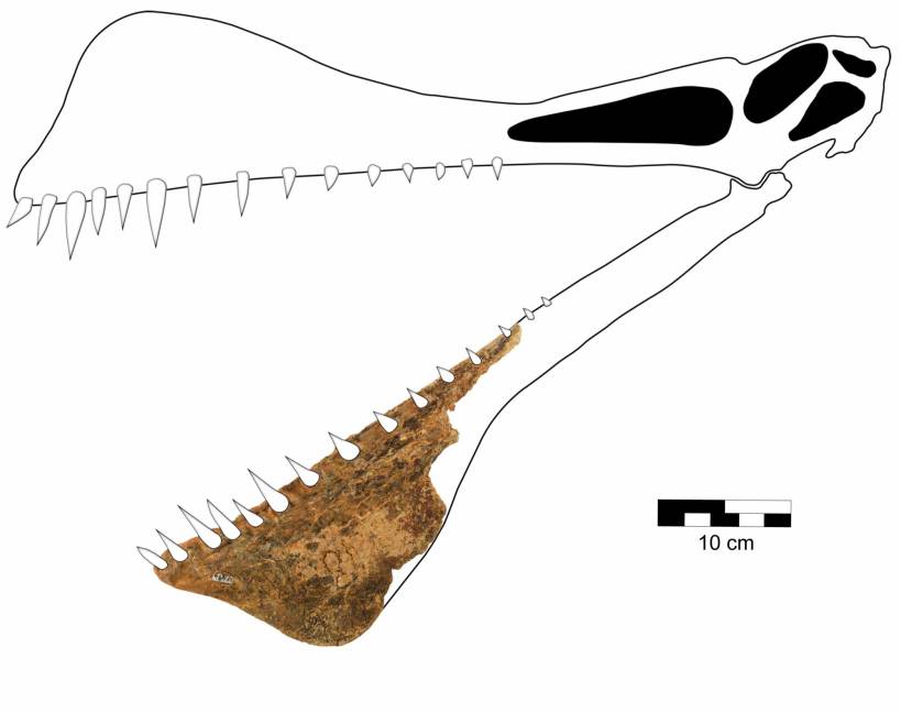 $!Reconstrucción del cráneo de Thapunngaka shawi (KKF494). EFE/Tim Richards/Universidad de Queensland