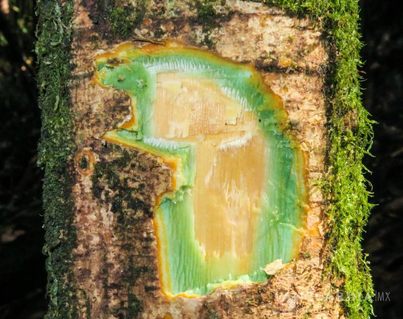 $!El tejido del árbol Hybanthus austrocaledonicus de Nueva Caledonia es rico en níquel, lo que le da una coloración verde. EFE/Antony van der Ent/UQ