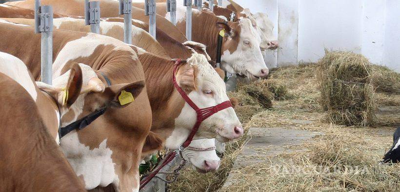 $!Desde el mes de mayo el gobierno de Estados Unidos prohibió la importación de ganado mexicano.