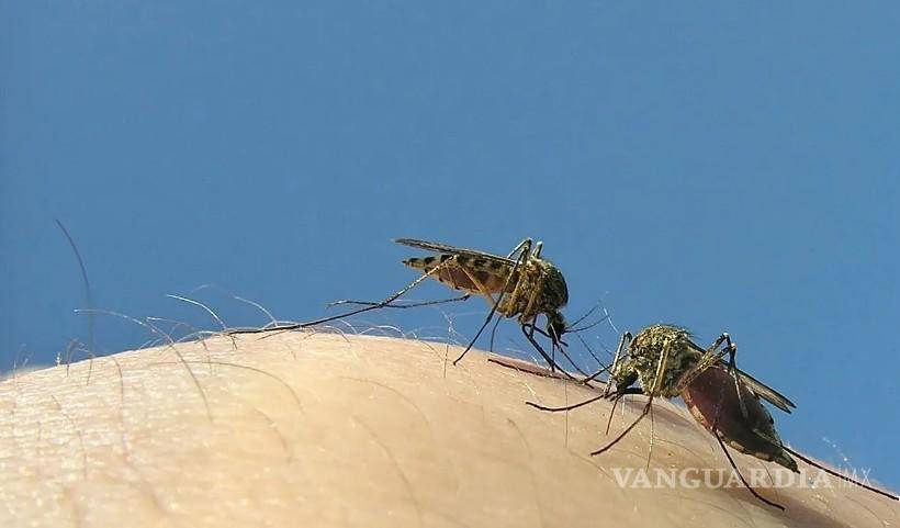 $!Autoridades sanitarias exhortan a eliminar recipientes y objetos que puedan acumular agua y convertirse en criaderos de mosquitos.